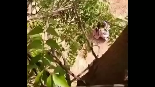Desi aunty pissing voyeur - 2