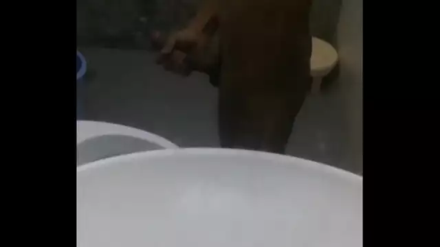 Indian big black dick masturbation